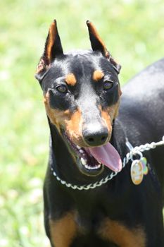 Close up of a German Pincher dog.