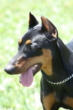 Close up of a German Pincher dog.