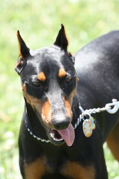 Close up of a German Pincher dog.