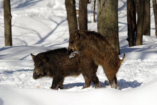 Wild Boar in winter