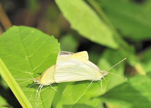 A pair of mating cabbage white butterfly perched on a plant leaf.