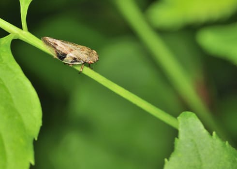 Leafhopper perched on a plant stem.