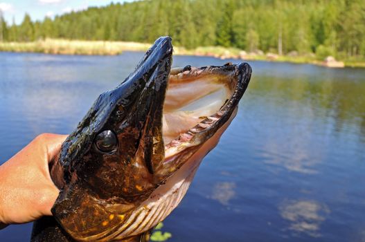 A pike caught on a fishing trip in Dalarna, Sweden.