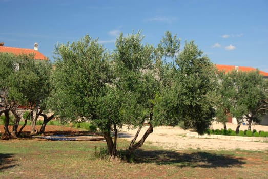 The olive tree groves.
