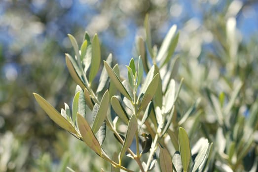 An olive branch.