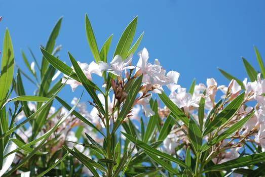 White flower oleander.