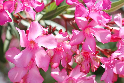 Flower pink oleander.