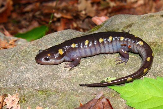 A Spotted Salamander (Ambystoma maculatum) at Monte Sano State Park, Alabama.