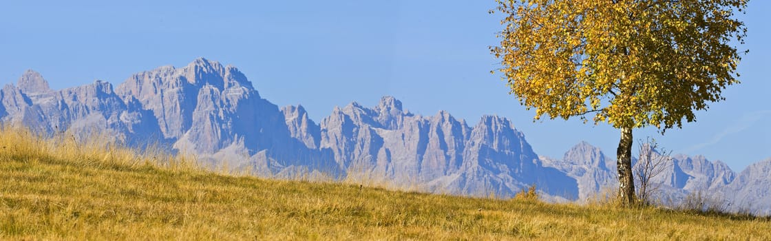 Mountain panoramic and solitary tree 