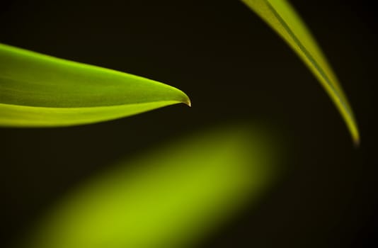  Detail of stalk and leaves of a tropical orchid 