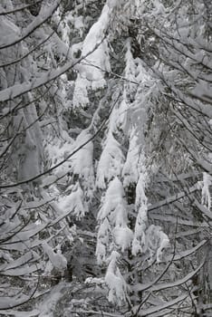  Norway spruce (Picea excelsa) covered with snow