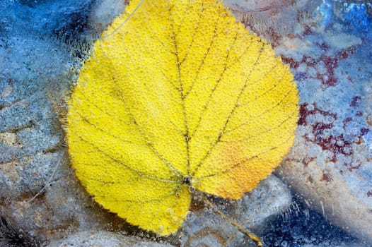 The yellow autumn leaf has frozen in water on a beach