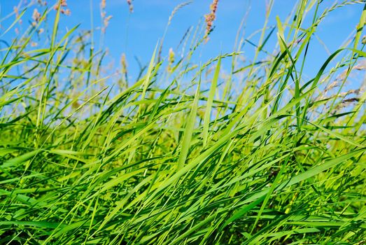 The wind moves a green grass in the summer at midday