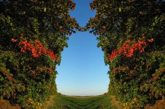 Field leaving afar seen through a wood with red autumn leaves