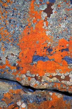 Abstract lichen patterns on a rock, Cape of Good Hope, Table Mountain National Park, South Africa.