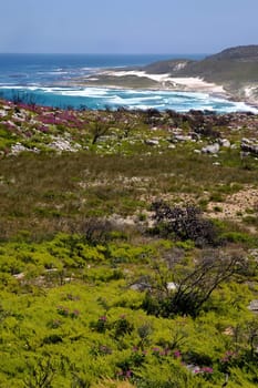 Vegetation recovering after a bushfire, Cape Of Good Hope area, Cape Peninsula, South Africa.