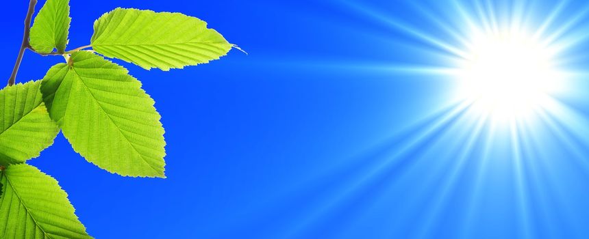 green leaf and blue sky with sun in summer