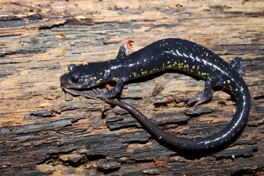 Slimy Salamander (Plethodon glutinosus) at Monte Sano State Park, Alabama.