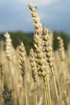 corn grain on a sunny day