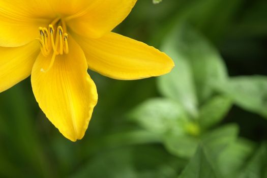 yellow flower on a green background