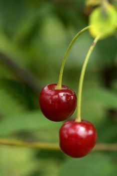two cherries on the background of green garden