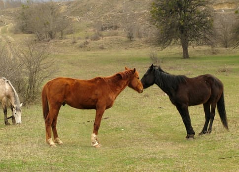 Horse, horses, stallion, mare, house, animal, rural, an economy, cattle, herd, a meadow, a glade, the nature, a pasture, love, animals, pair