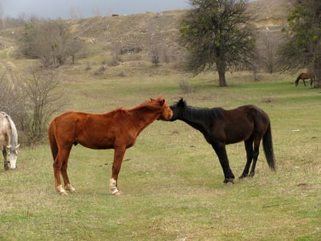 Horse, horses, stallion, mare, house, animal, rural, an economy, cattle, herd, a meadow, a glade, the nature, a pasture, love, animals, pair