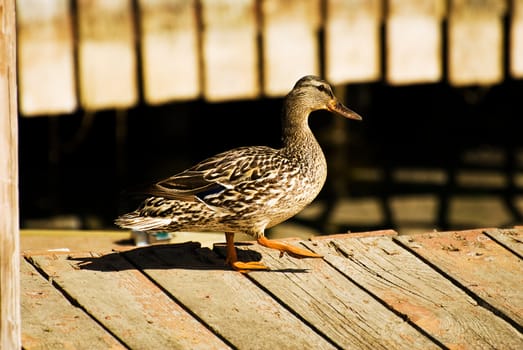 A duck swimming near a dock.