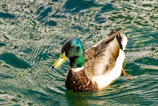 A duck swimming near a dock.