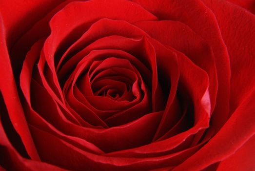 A close-up image of a red rose.