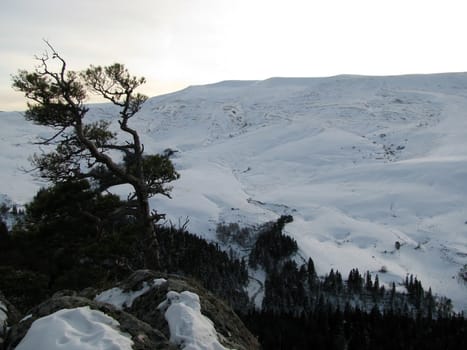 Winter, plateau, mountains, a kind, a panorama, a landscape, the nature, a landscape, snow, wood, the Alpine meadows, a relief, caucasus, beauty, a background, reserve, a slope, flora, a ridge, clouds, the sky, a pine