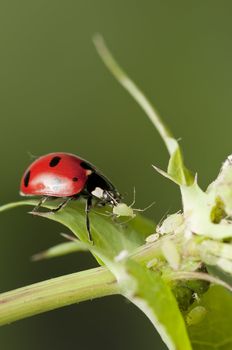 Ladybug hunting for Aphids