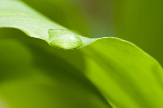Water drop of leaf edge
