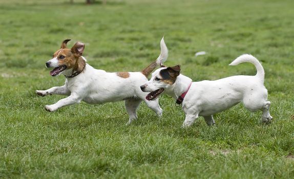 Dogs running on green grass
