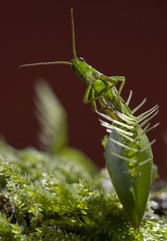grasshopper caught by insectivorous Venus fly trap