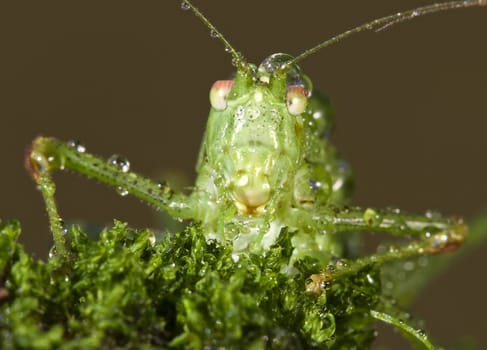 Closeup of the head of a grasshopper with dew drops