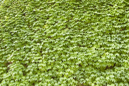 A wall of ivy