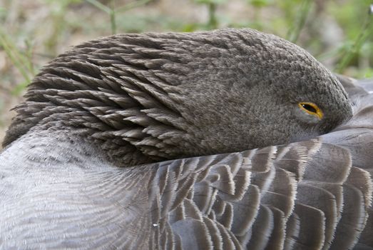 A European goose sleeping with the beak on the back