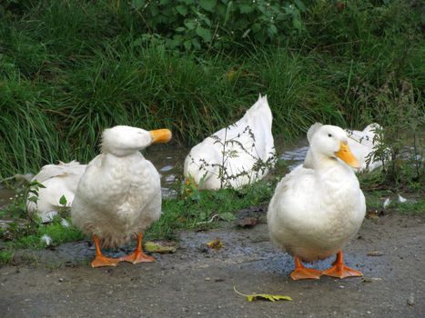 Ducks; bathing; the white; pets; birds; living creatures; village; village; a ditch; a grass; an economy; farm; a life, the nature, a kind, walk