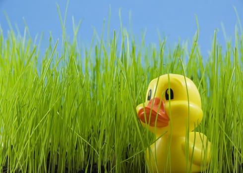 Young duckling in tall grass