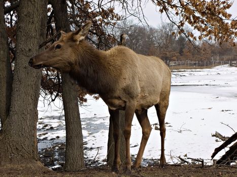 Female elk in the wilderness