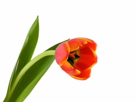 Colorful tulip isolated on a white background