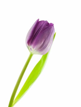 Purple tulip isolated on a white background