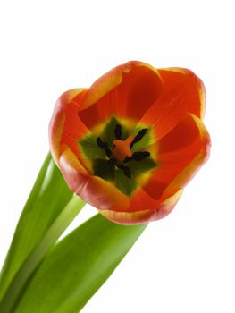 Colorful tulip isolated on a white background