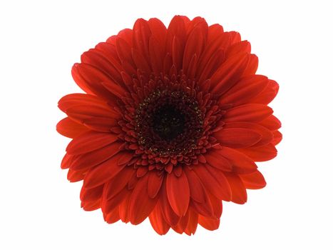 Red gerbera daisy isolated on a white background