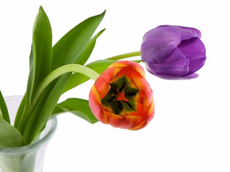 Colorful tulips in a vase, isolated on white