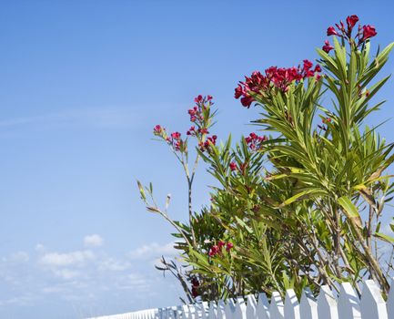 Tall plants with red flowers growing beside white picket fence with blue sky.