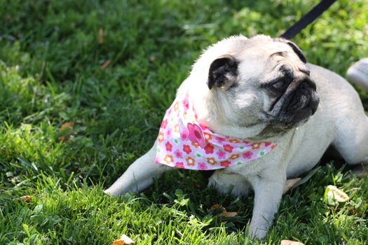 Pug outside in a park. 