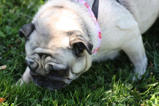 Pug outside in a park. 