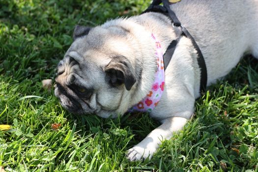 Pug outside in a park. 